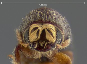 Media type: image;   Entomology 1007 Aspect: head frontal view